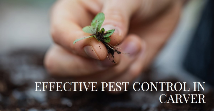 Mosquito & Tick Control Services in Carver