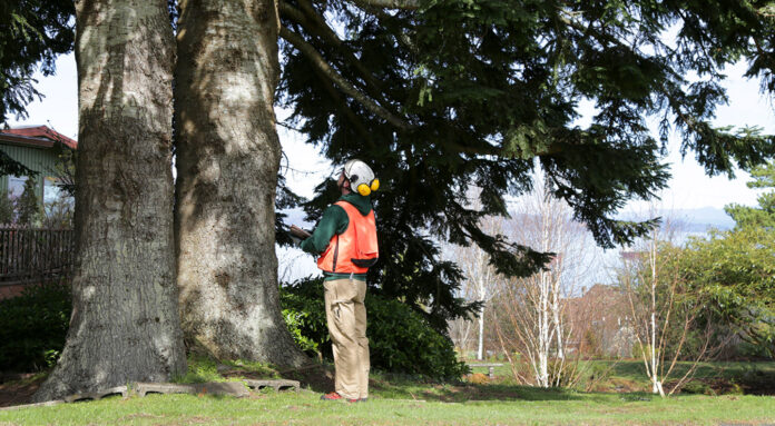 Tree Consulting Services in St. Louis MO