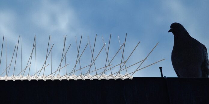 Bird Spikes