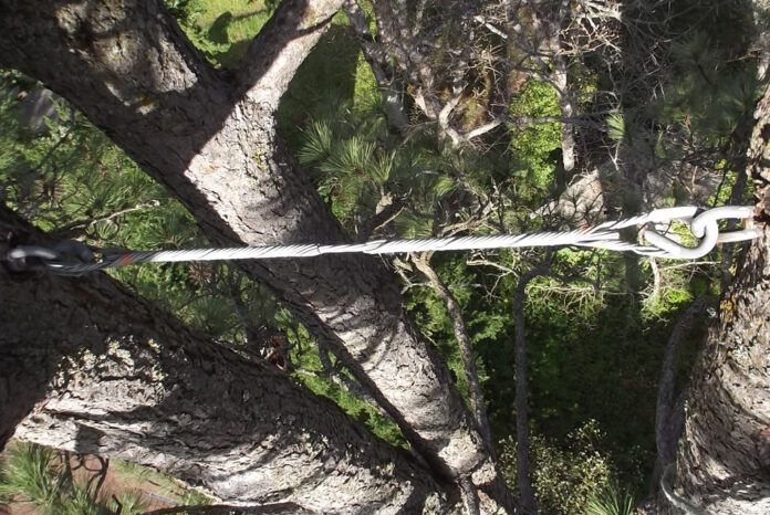 Tree Cabling Services