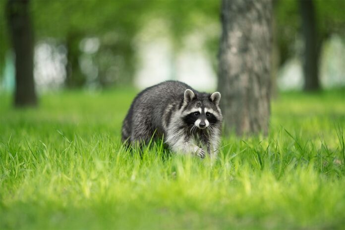 Pest Exterminators in Fowlerville