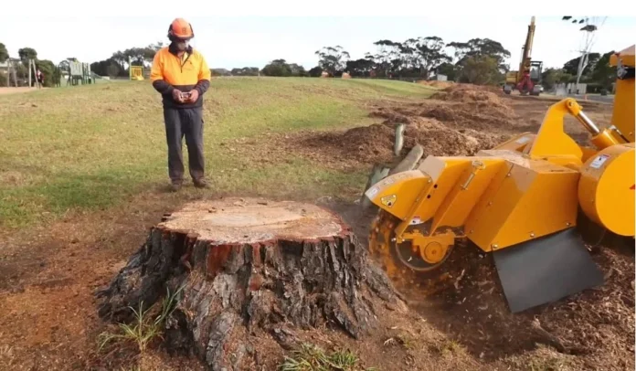 How to Remove a Large Tree Stump: Expert Tips & Techniques | Universe ...