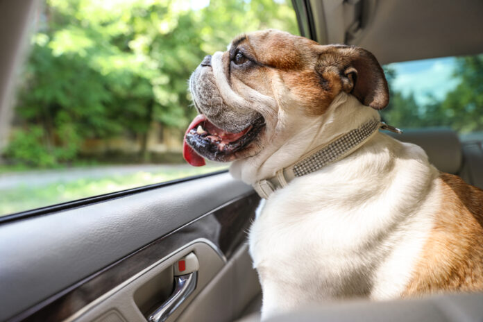 How To Eliminate Pet Odor From Car?