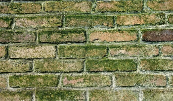 How To Remove Green Mold From Brick