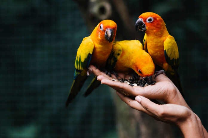 Pet Birds