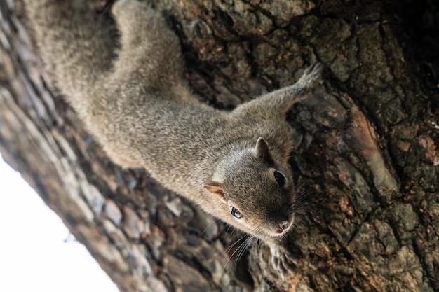 squirrel removal