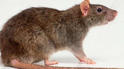 rat control indianapolis