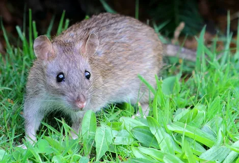 rodent cotrol incolumbs ohio